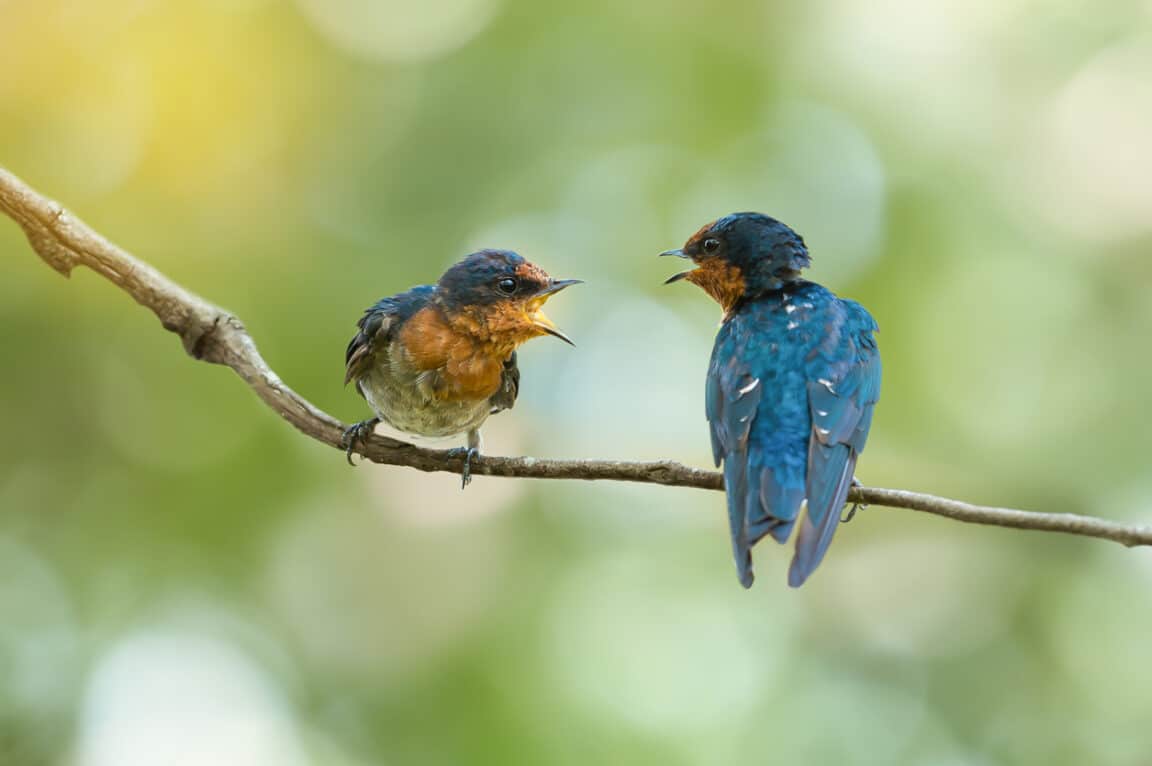 oiseaux couple branche passereaux dispute divorce séparation