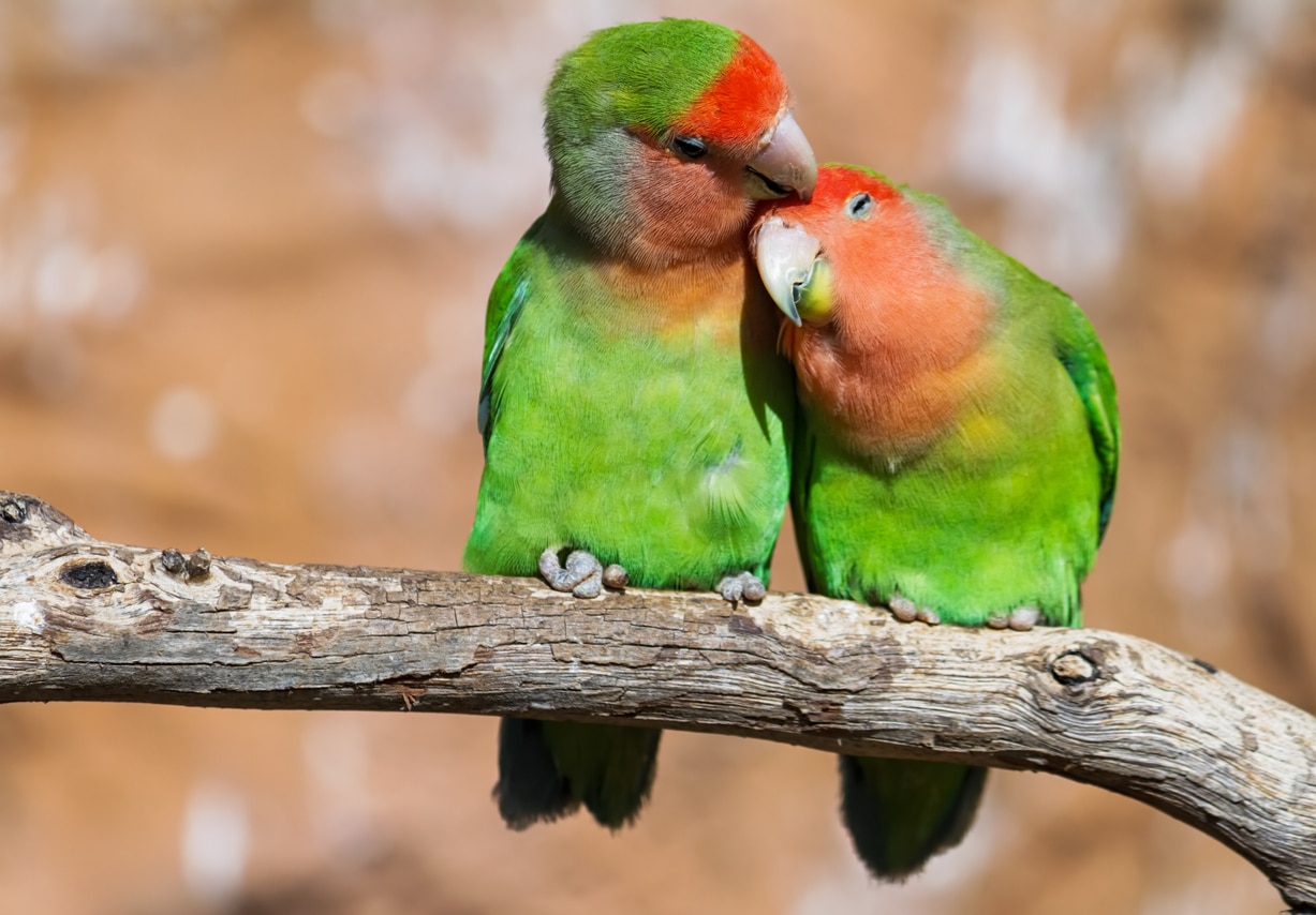 perruches espèce aviaire couple branche amour