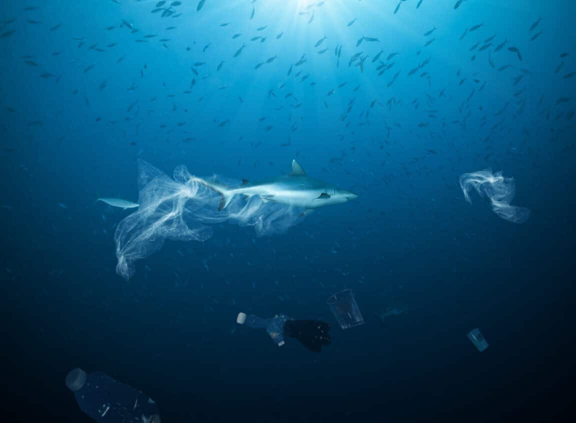 requin sacs plastique pollution marine mer océan poissons
