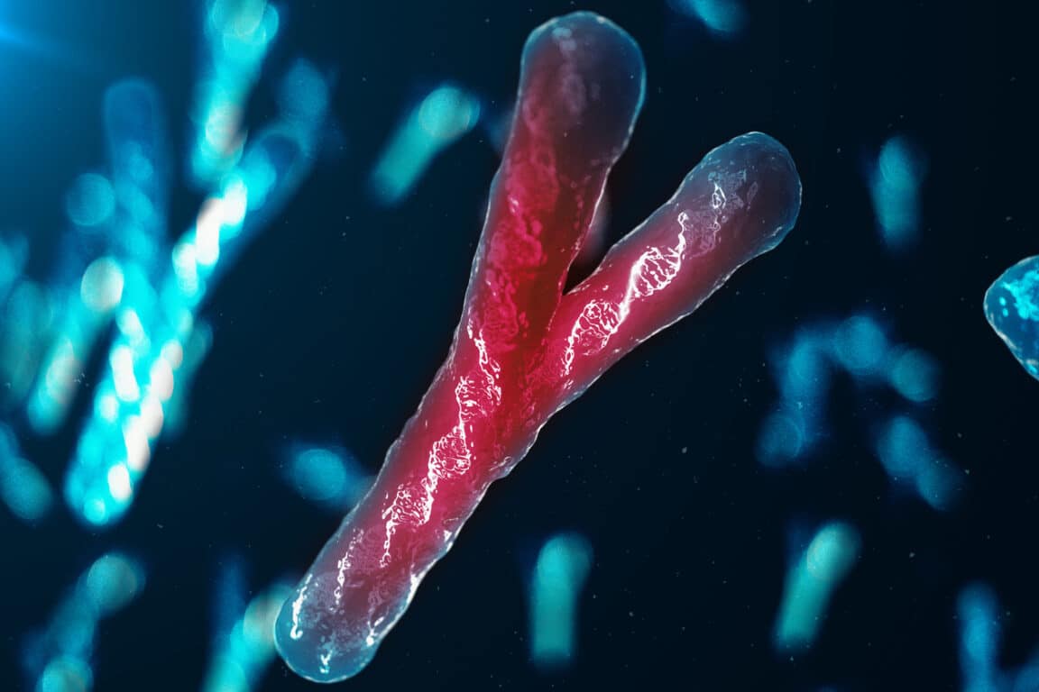 Chromosomes Y