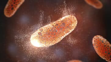 bactéries antibiotiques