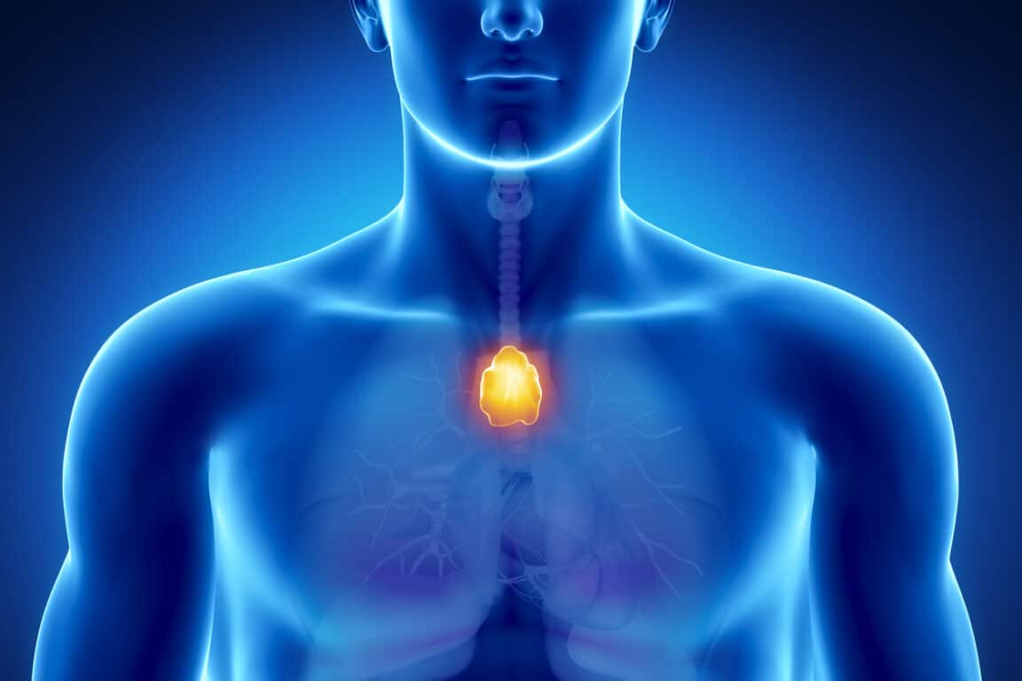 thymus