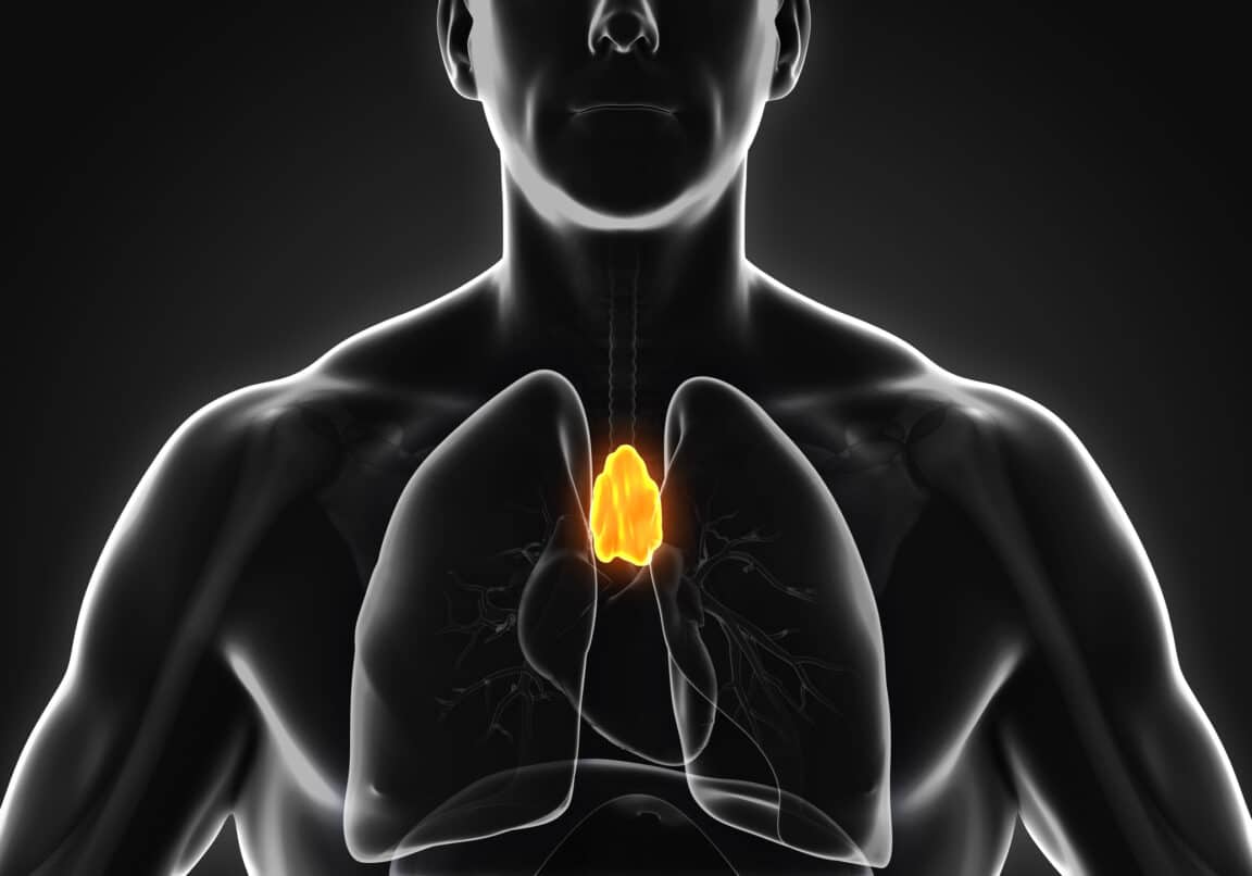 thymus