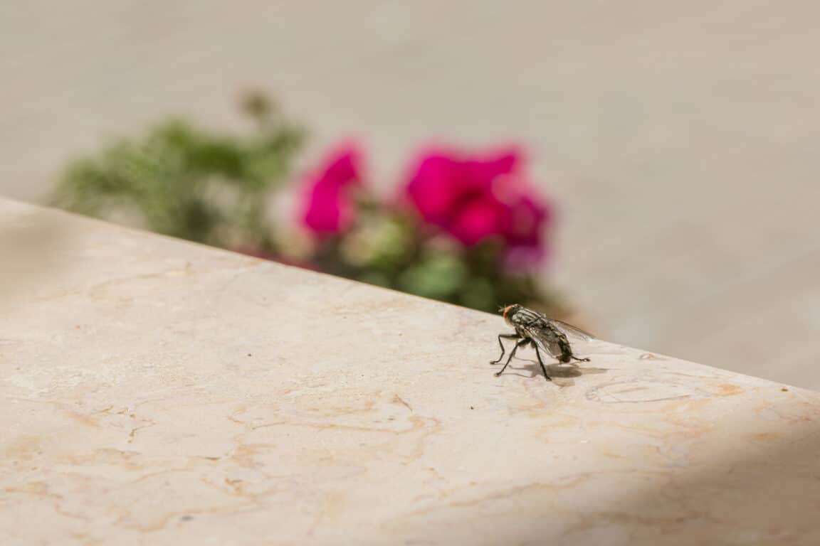 mouche insecte maison plante répulsive