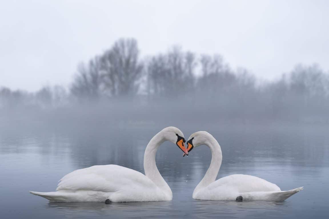 couple de cygnes noirs lac fidèles