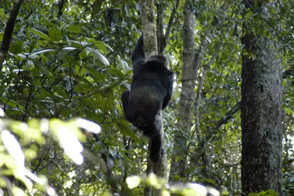 primates singes épaules coudes