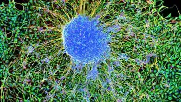 neurones mathématiques