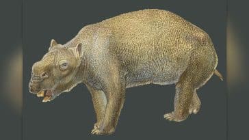 Diprotodon marsupial