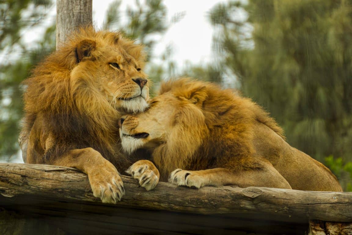 couple lions frères animaux sauvages Afrique zoo