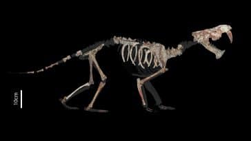 Anachlysictis gracilis marsupial à dents de sabre