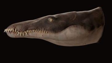 Lorrainosaure pliosaure mégaprédateur