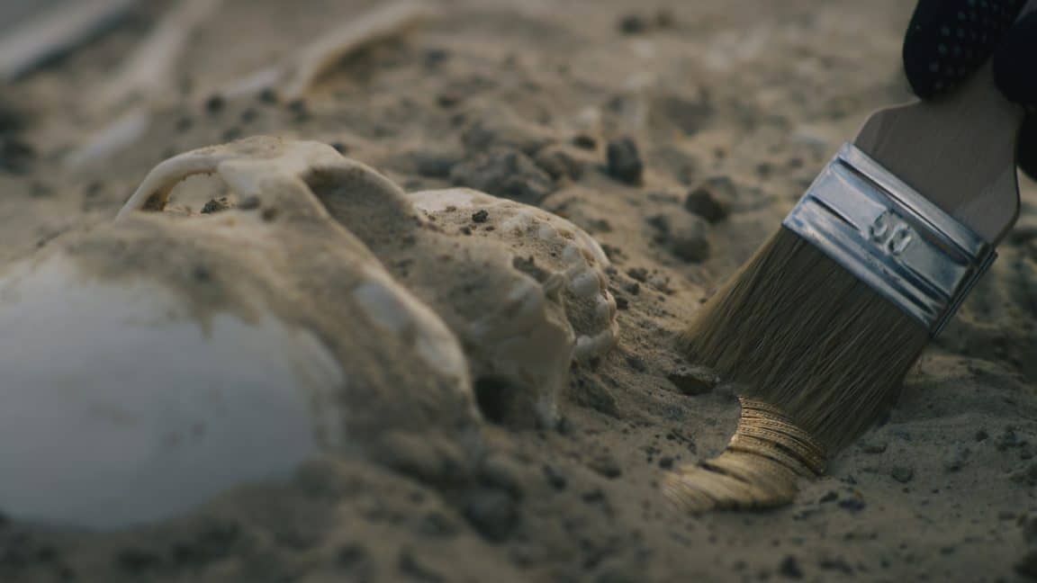 mandibule Little Garba Homo Erectus