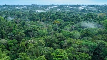 forêt amazonienne