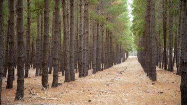 plantation arbres