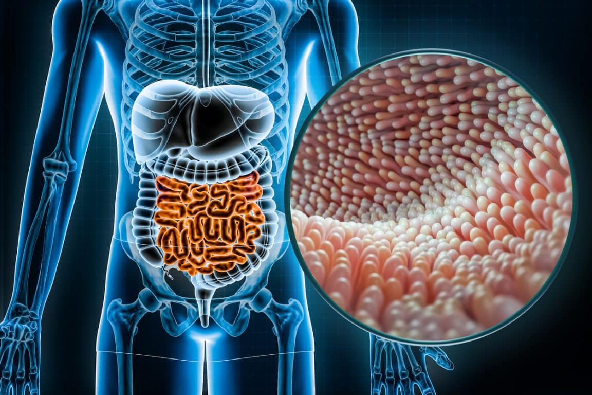 microbiote intestinal
