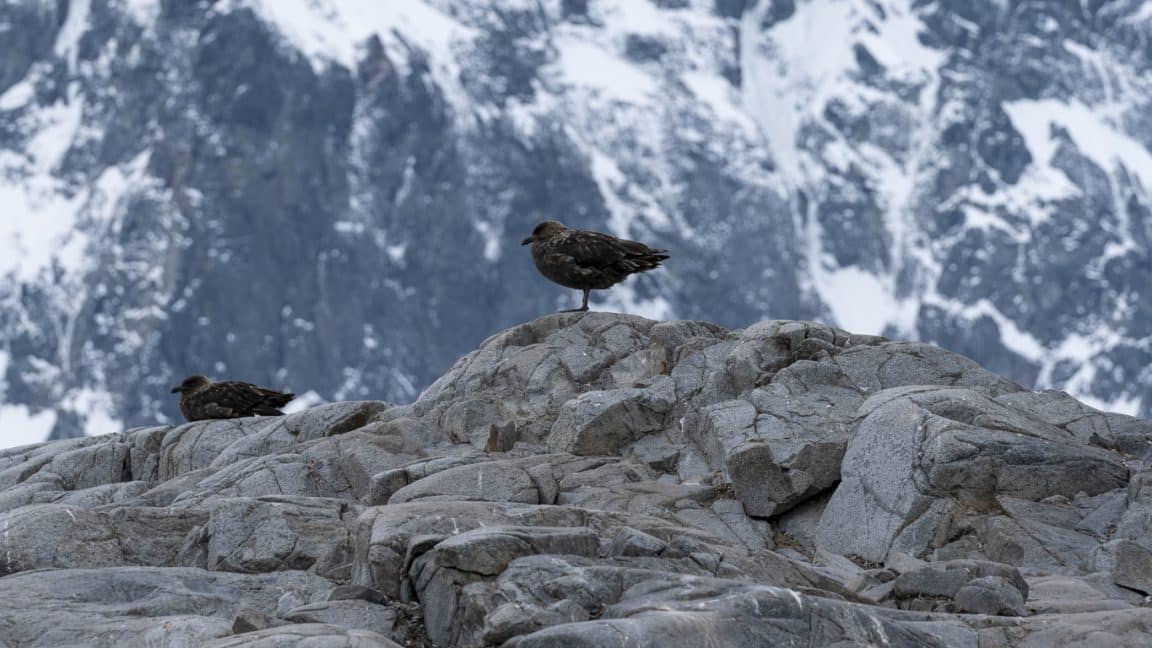 labbe brun grippe aviaire antarctique