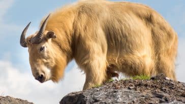 Golden takin