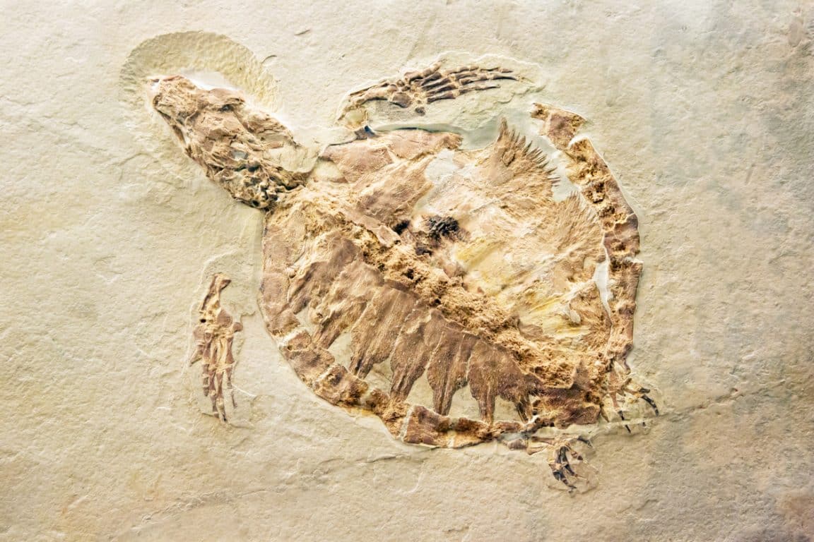tortues fossile ADN