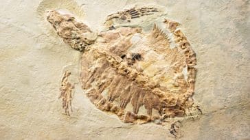 tortues fossile ADN