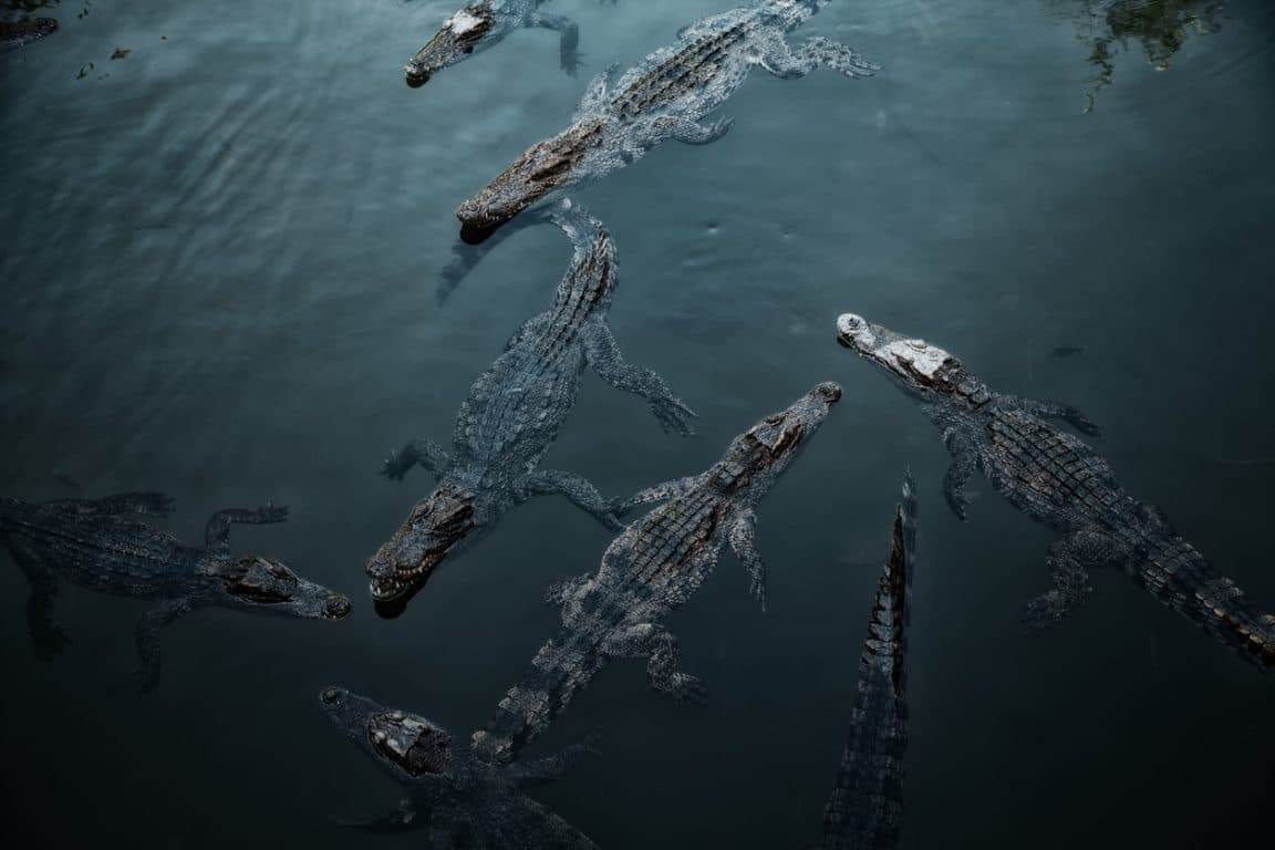 crocodiles