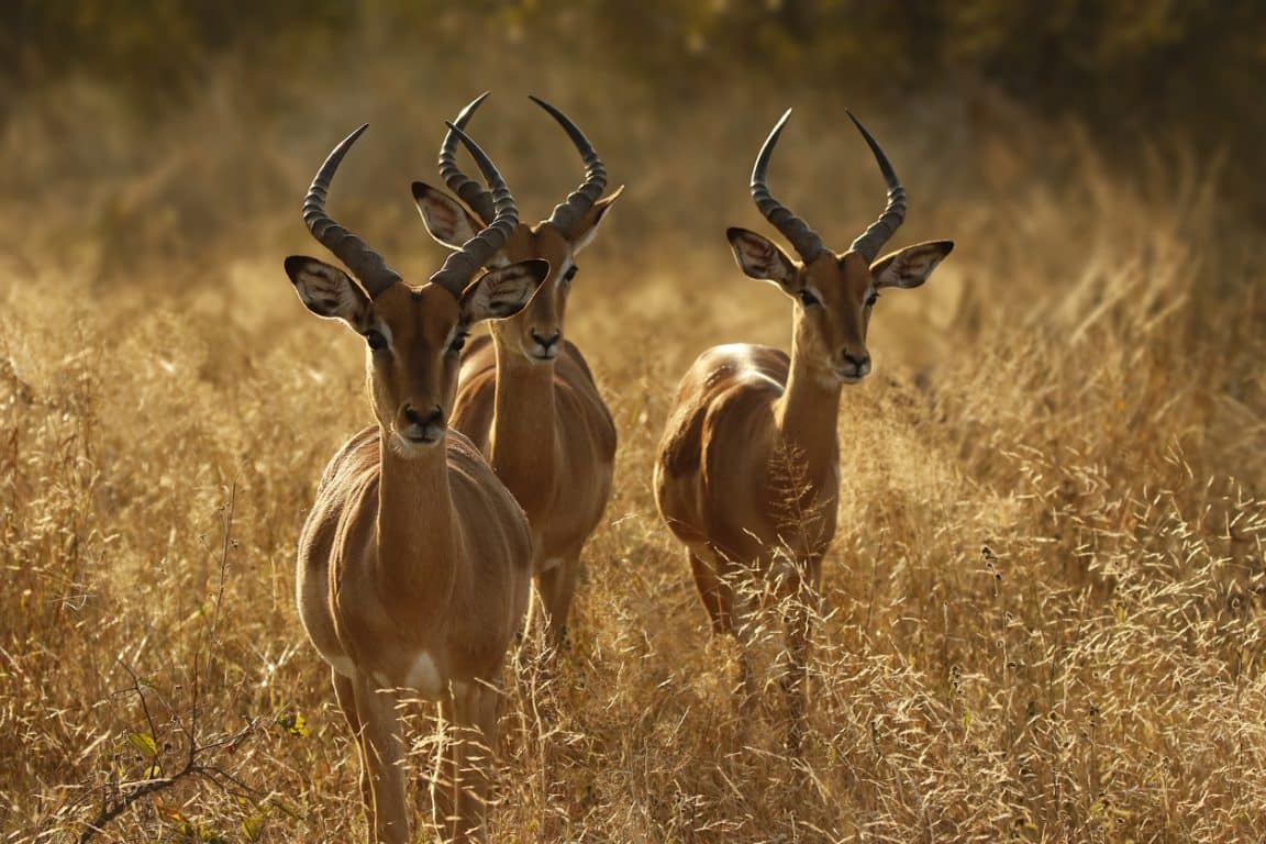 impalas