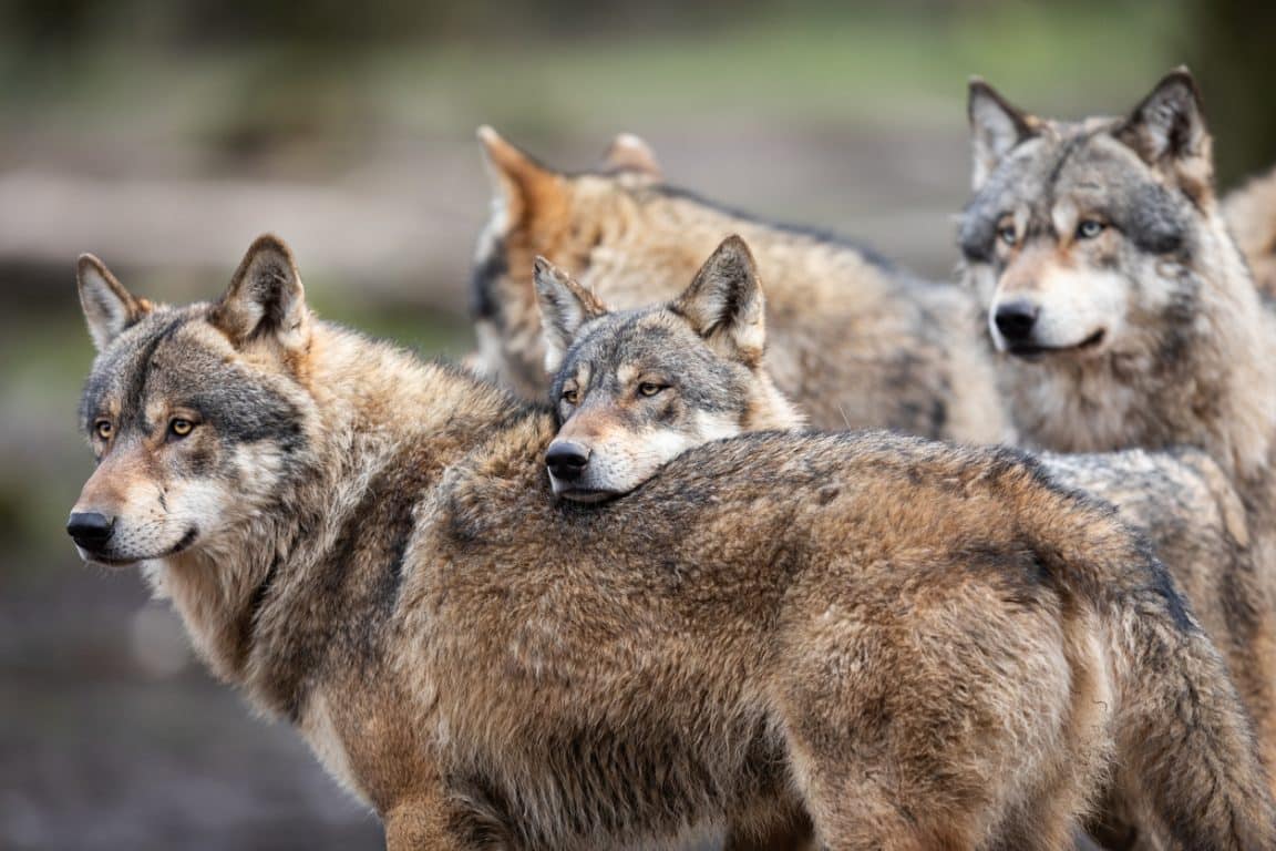 loups meute animaux sauvages