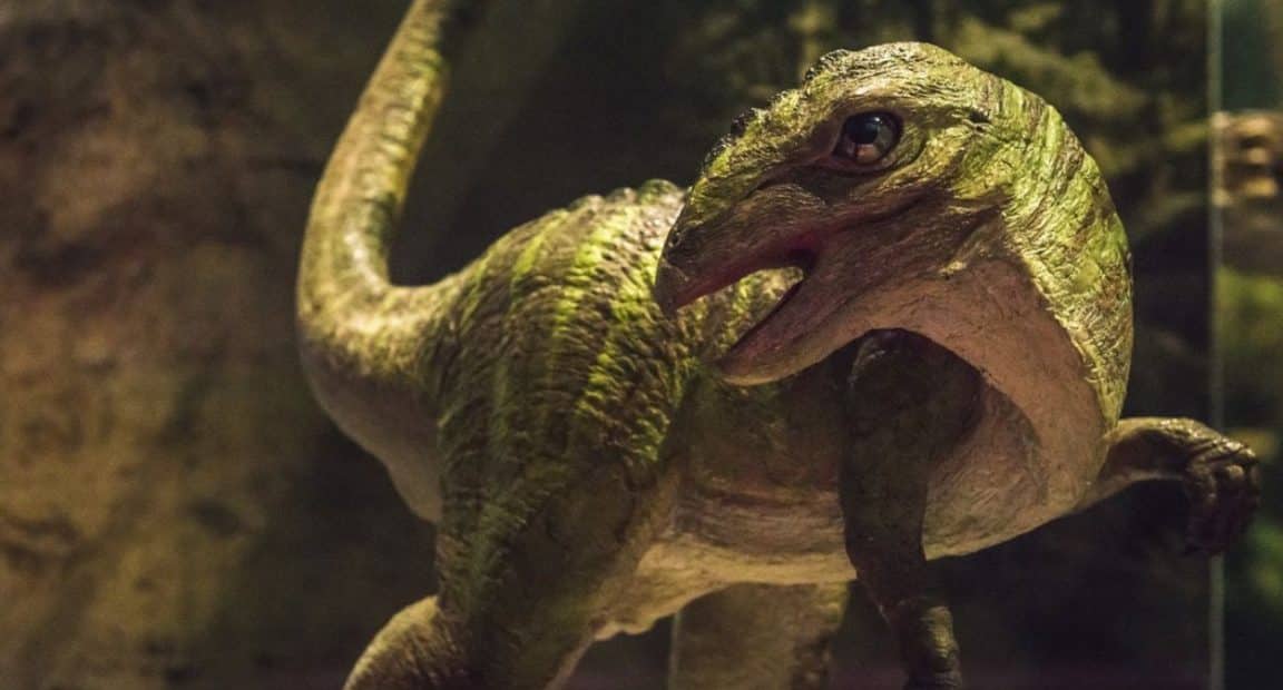 Ampelognathus coheni dinosaure