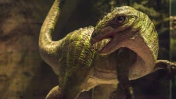 Ampelognathus coheni dinosaure