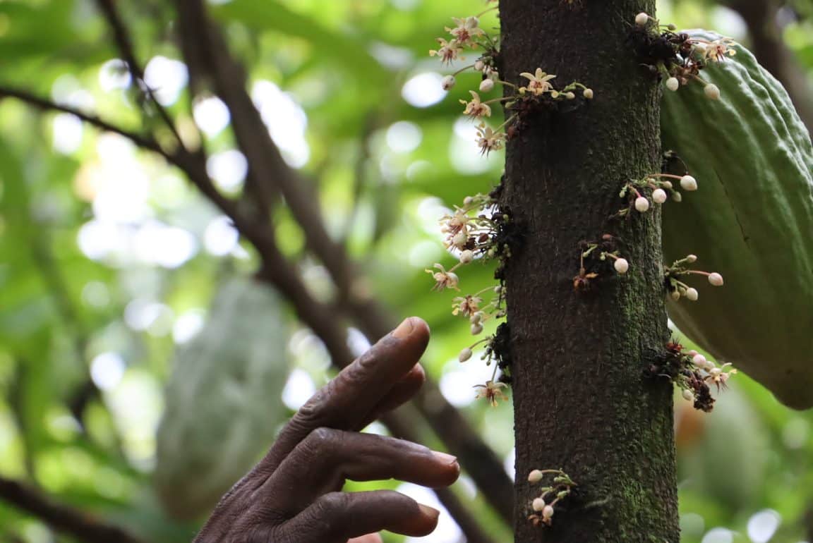 fleur cacaoyer arbre cacao pollinisation à la main