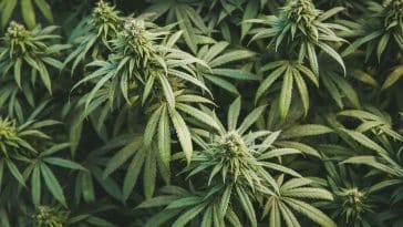 cannabinoïdes chanvre