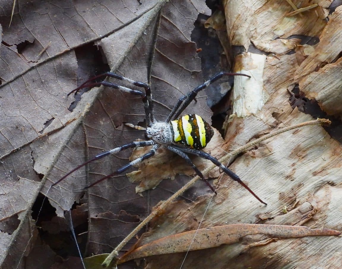Australie araignées