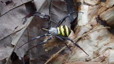 Australie araignées