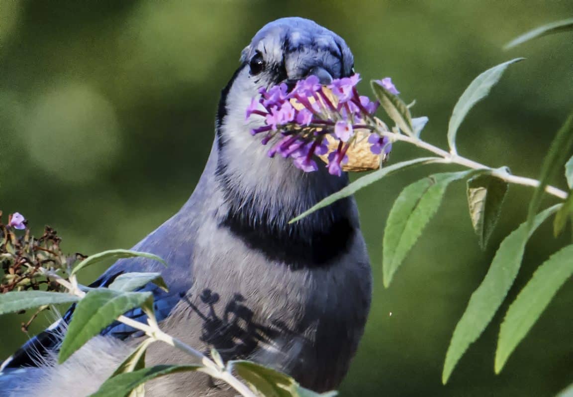 oiseau sentir fleur odorat arbre branche nature animal sauvage