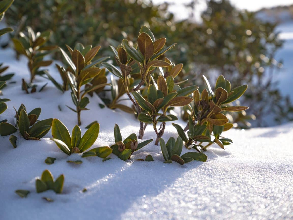 Rhododendron fleurs plante neige hiver froid