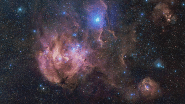 nébuleuse du poulet