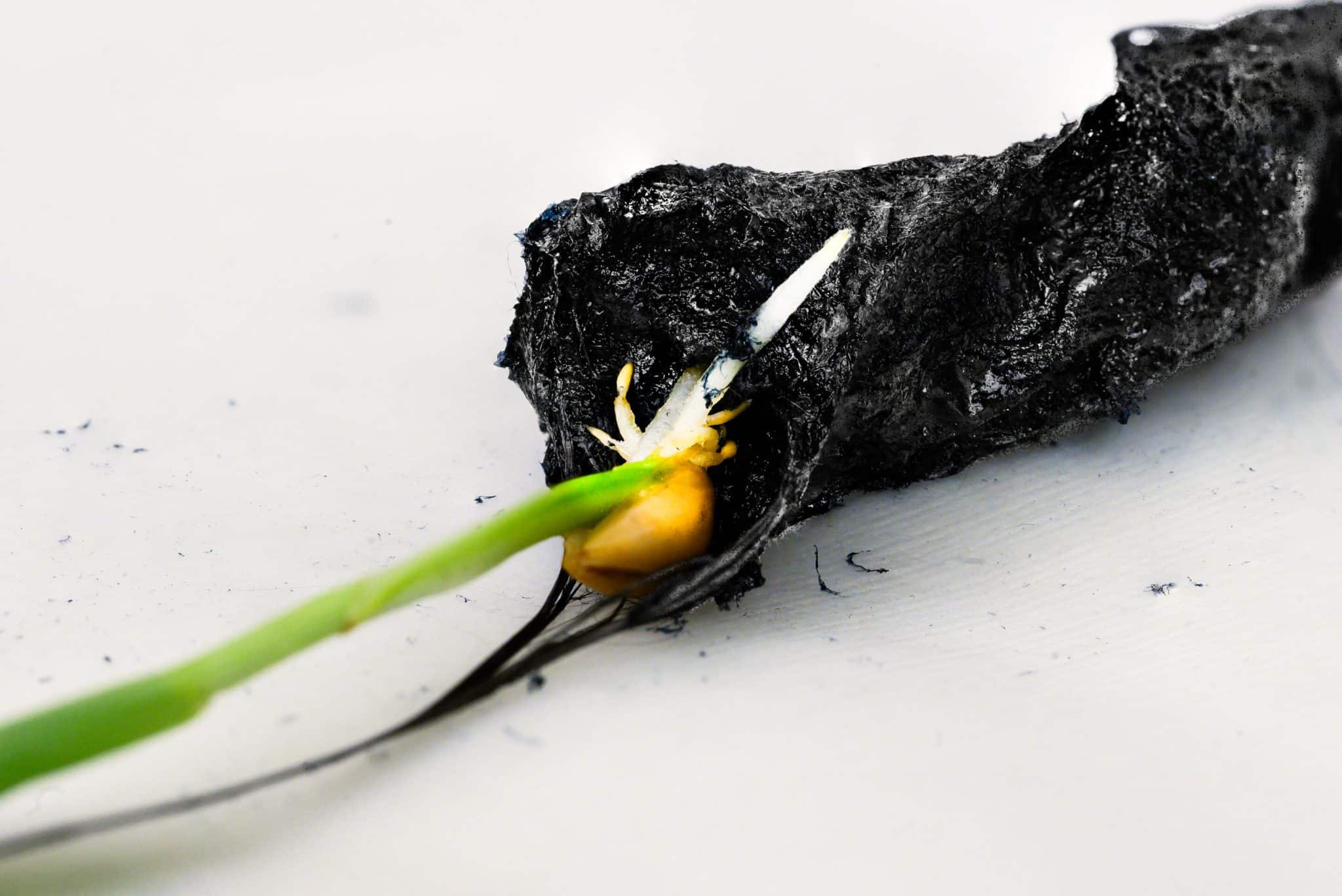 sol électronique croissance cultures plantes