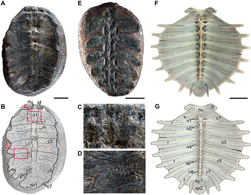 tortues fossiles plantes