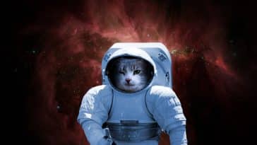 vidéo de chat espace