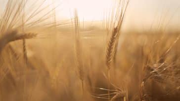 sol électronique croissance cultures