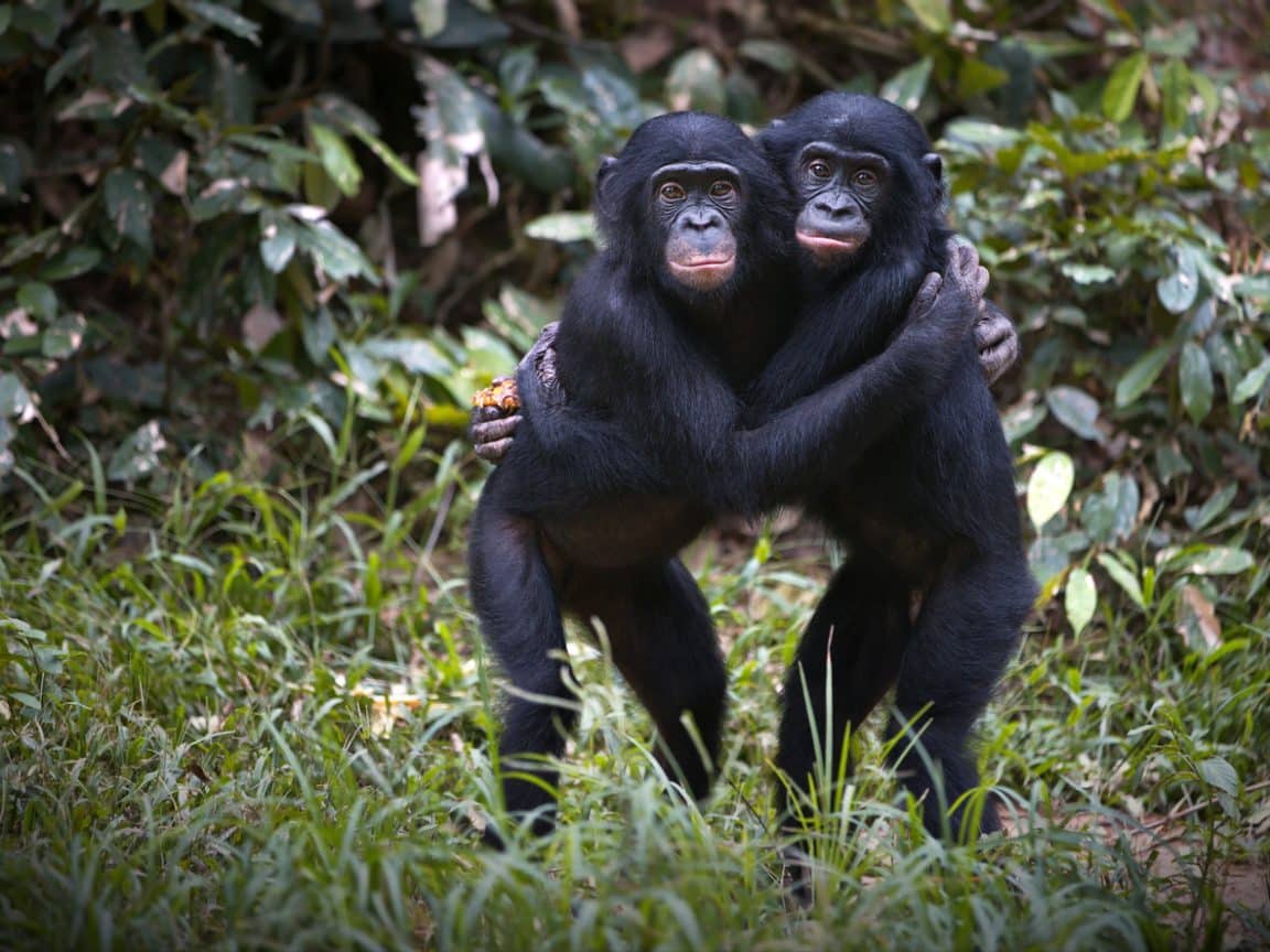 chimpanzés bonobos