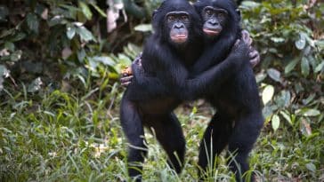 chimpanzés bonobos
