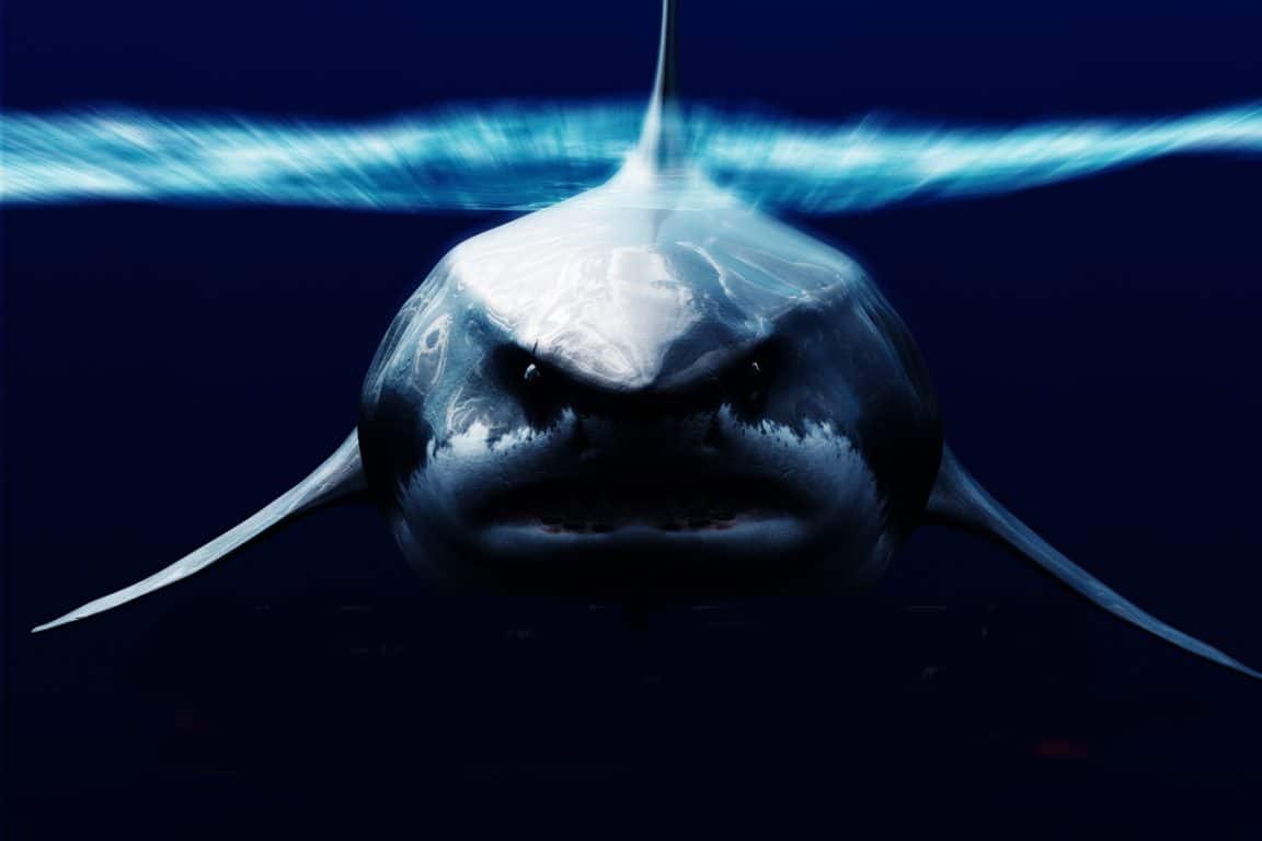 Megalodon