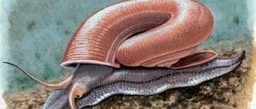 Ferussina petofiana escargot