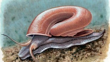 Ferussina petofiana escargot