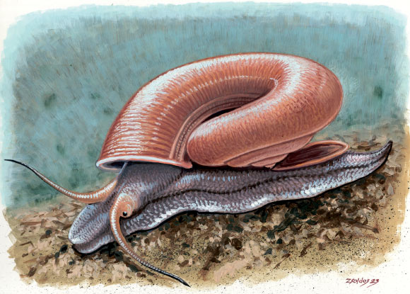 Ferussina petofiana escargot