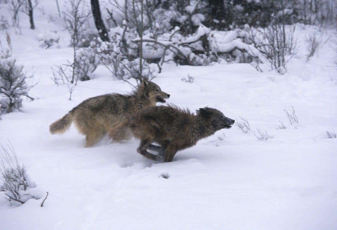loups courir fuir neige prédateurs