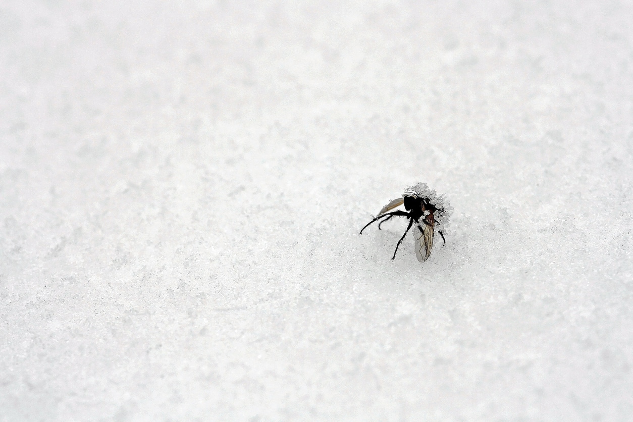 mouche gel froid neige insecte hiver