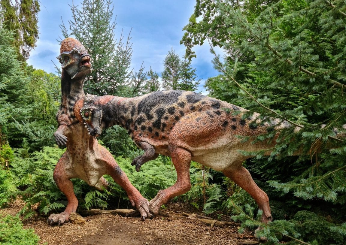 pachycephalosaures dinosaures