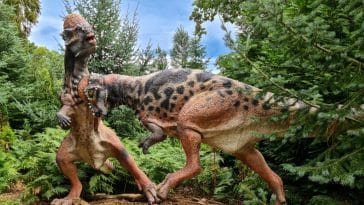 pachycephalosaures dinosaures