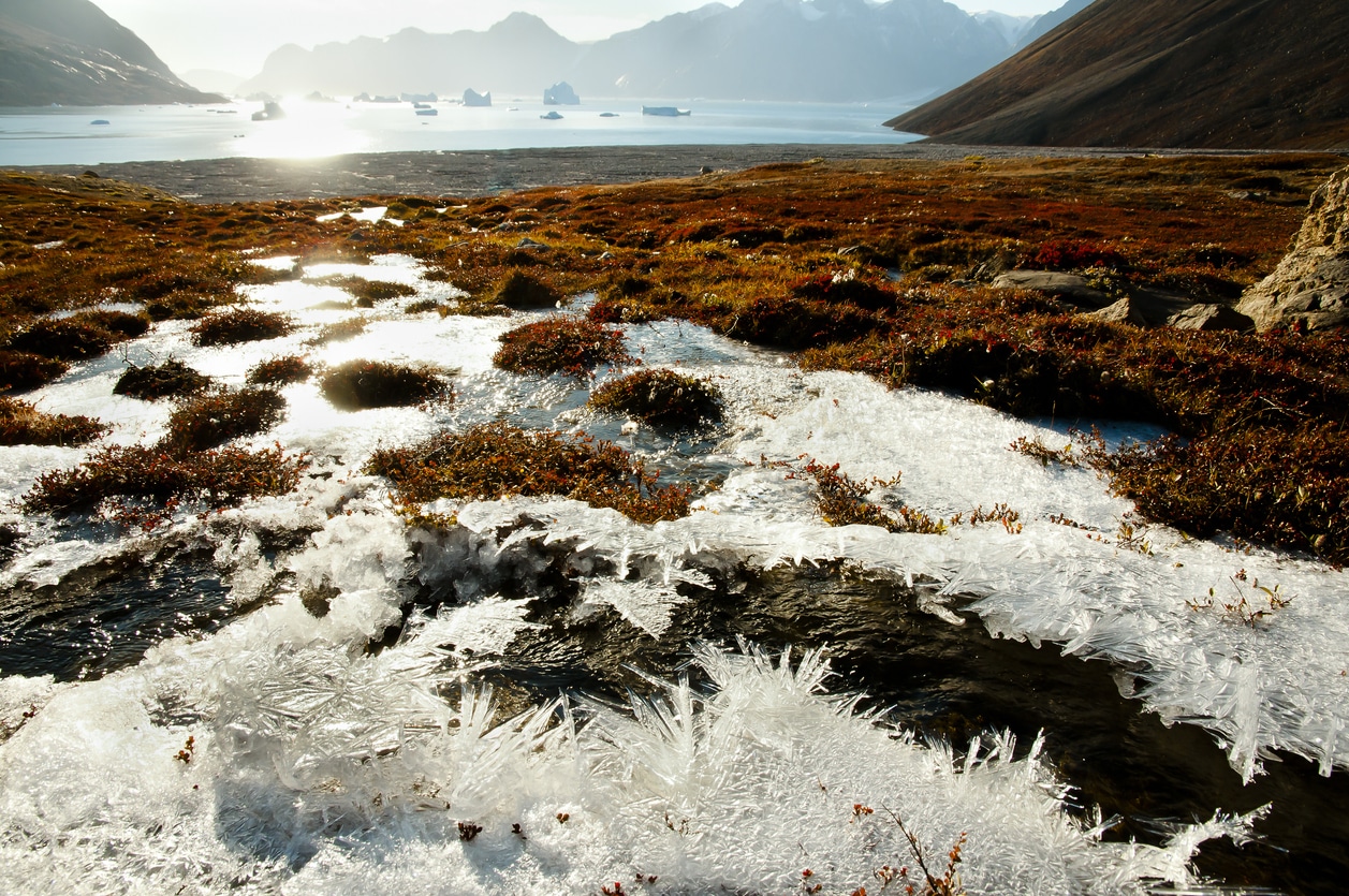 paysage arctique neige gel v&eacute;g&eacute;tation froid